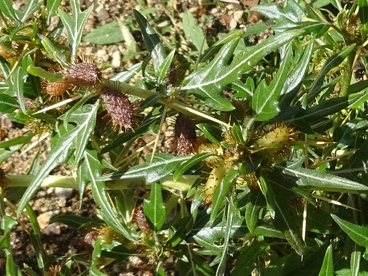 Xanthium spinosum (Asteraceae)